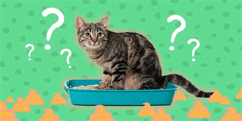 おしゃれ カフェ 画像 - なぜ猫はコーヒーを飲まないのか？